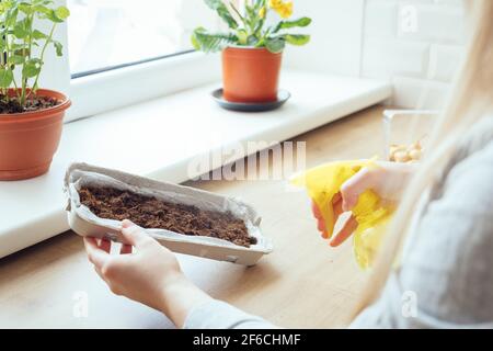 Bewässerung der Blumenerde für den Anbau von Grüns auf einer Fensterbank. Schritt-für-Schritt-Anleitung Stockfoto