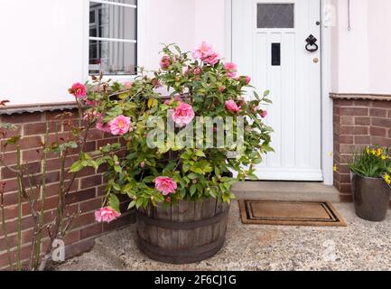 Camellia UK; EINE rosa blühende Camellia Japonica, japanische Camellia oder gewöhnliche Camellia, die in einer Wanne vor der Haustür eines Hauses wächst, Großbritannien Stockfoto