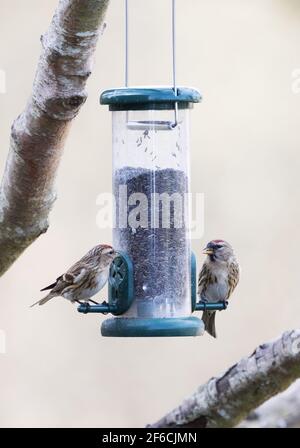 Redpoll UK; EIN Paar von Redpolls auf einem Gartenvogelfutterhäuschen, Suffolk UK Stockfoto