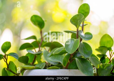 Zimmerpflanze peperomia in einem weißen Topf auf der Fensterbank Am Fenster Stockfoto