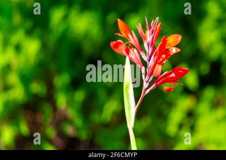 Sonniger Sommertag. Vorderansicht. Stockfoto