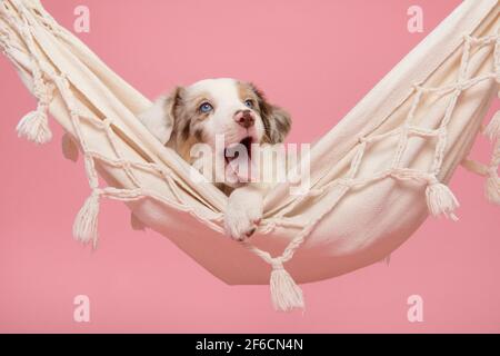 Nette müde Grenze Collie Welpen liegen in einer Hängematte gieren Auf einem rosa Hintergrund Stockfoto