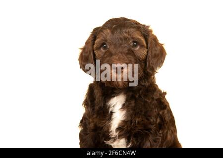 Porträt eines niedlichen Labradoodle Welpen auf weißem Hintergrund Stockfoto