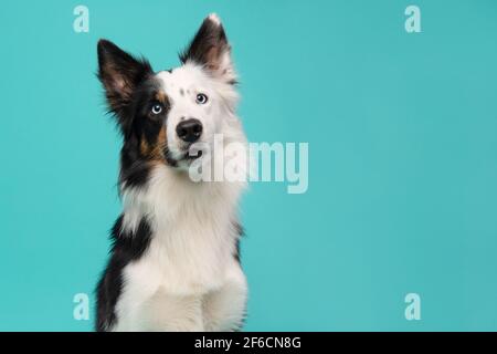 Portrait eines Border Collie Hundes auf blauem Hintergrund Stockfoto