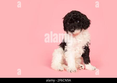 Schwarz und weiß Labradoodle Welpen wegschauen sitzen auf einem Rosa Hintergrund mit Platz zum Kopieren Stockfoto