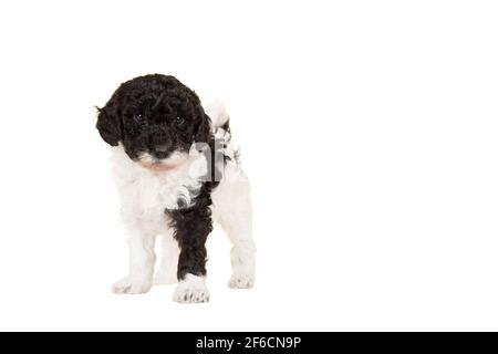 Niedliche schwarz-weiße Labradoodle Welpen stehen isoliert auf einem weißen Hintergrund Blick auf die Kamera, mit Platz für Kopie Stockfoto
