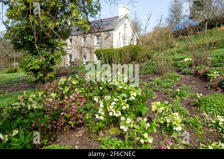 Lila und weiße Hellebores in Blüte im Cottage Garten draußen Haus im Frühjahr März 2021 Carmarthenshire Wales UK KATHY DEWITT Stockfoto