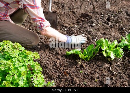 Ältere Frau Arm Hand in Gartenhandschuh Jäten Salat Spinat Pflanzen auf frisch gegraben Gartenboden im Frühjahr Carmarthenshire Wales UK KATHY DEWITT Stockfoto