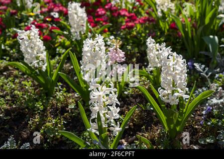 Frühlingsblumen blühen in einem Blumenbeet in East Grinstead Stockfoto