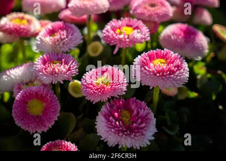 Frühlingsblumen blühen in einem Blumenbeet in East Grinstead Stockfoto