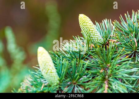 Sonniger Sommertag. Vorderansicht. Stockfoto