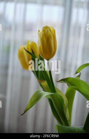 Schöne leuchtend gelbe Tulpen in einer Vase Stockfoto