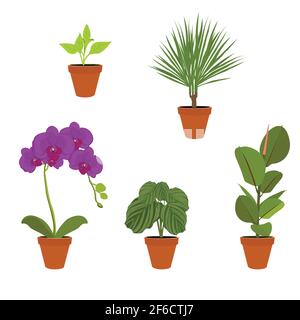 Verschiedene Topfpflanzen Zimmerpflanzen. Garten Topfpflanzen. Vektor Topfpflanzen. Blumentopf bloom Stock Vektor