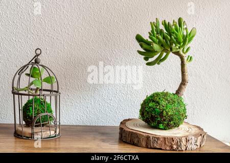 Kokedama (Moosball) von zwei Sukkulenten, genannt Crassula ovata gollum oder hobbit und Jade Baum. Stockfoto