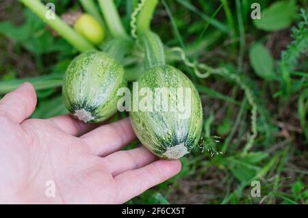 Junge Kürbisfrüchte in der Hand des Bauern. Konzept des ökologischen Landbaus. Nahaufnahme. Stockfoto