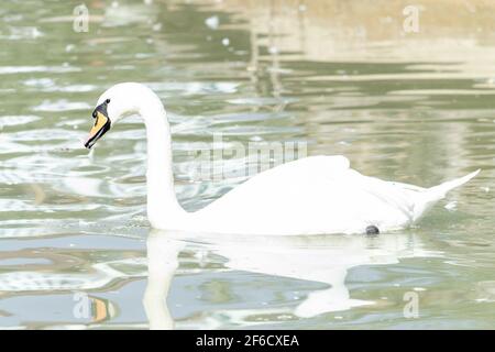 Schwan schwimmt auf rosa Wasser Stockfoto