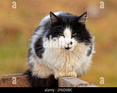 Eine Straßenkatze sitzt auf einem Müllcontainer in der Ukraine. Stockfoto