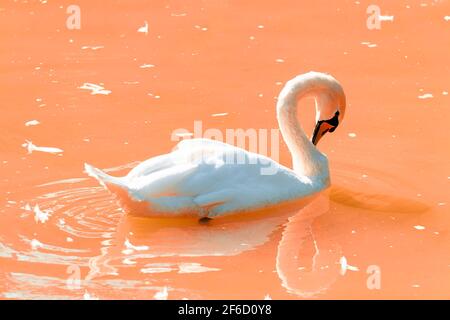 Schwan schwimmt auf rosa Wasser. Stockfoto