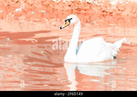 Schwan schwimmt auf rosa Wasser Stockfoto