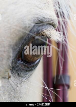 Eine Nahaufnahme des Auges und der Seite des Gesichts eines grauen Pferdes. Stockfoto