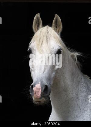 Ein Kopfschuss eines grauen Veteranen-Pferdes vor schwarzem Hintergrund. Stockfoto