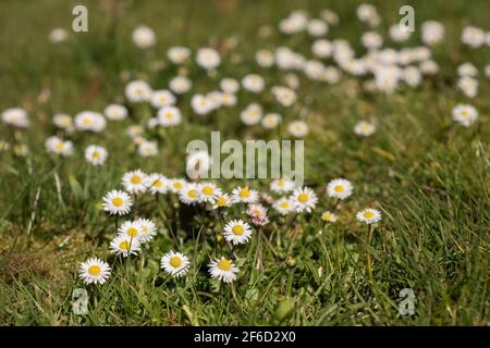 Kurze kriechende Rhizome von Gänseblümchen Bellis perennis und Rosetten Von Blättern runden Blumen sorgen dafür, dass es erfolgreich besiedelt Rasen und Kurzes Gras Stockfoto