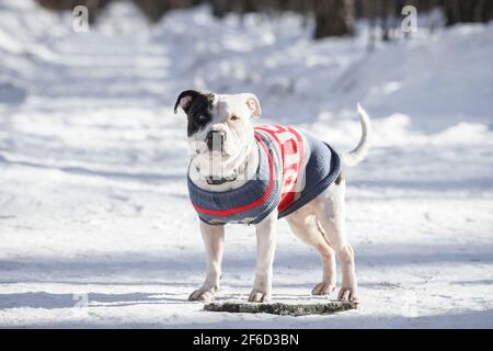 Porträt eines niedlichen weißen Pit Bull Hundes, der auf einem schneeweißen Hintergrund mit einem Kopierraum auf die Kamera schaut. Geringe Schärfentiefe Stockfoto