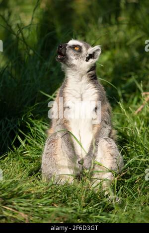 Ein Ring tailed Maki im Gras sitzen und genießen Die Sonne schaut auf Stockfoto
