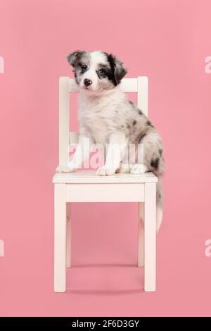 Cute blau Merle Grenze Collie Welpe sitzt auf einem weißen Holzstuhl auf einem rosa Hintergrund Blick auf die Kamera Stockfoto