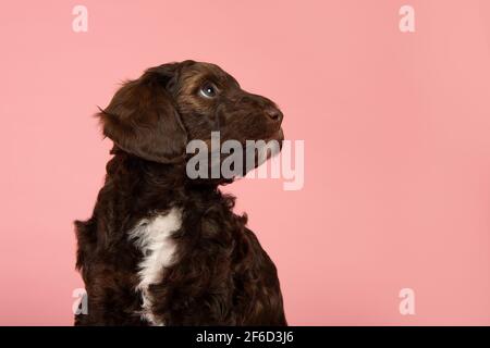 Portrait eines niedlichen braunen Labradoodle Welpen, der aufschaut Ein rosa Hintergrund mit Platz zum Kopieren Stockfoto