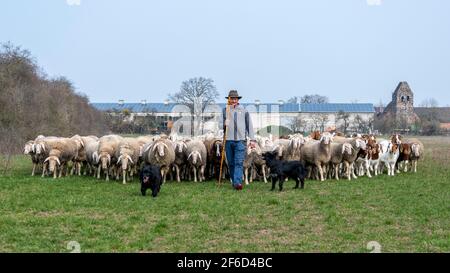 Zerbst, Deutschland. März 2021, 26th. Rainer Frischbier, Schäfer-Meister, führt seine Tiere auf die Weide. Er trägt immer noch den traditionellen Hirtenhut und den Hirtenstaub. Er wird von seinen beiden Herdenhunden begleitet. Sie sorgen dafür, dass keiner der Schafe oder Böcke aus der Herde entkommen. Quelle: Stephan Schulz/dpa-Zentralbild/ZB/dpa/Alamy Live News Stockfoto