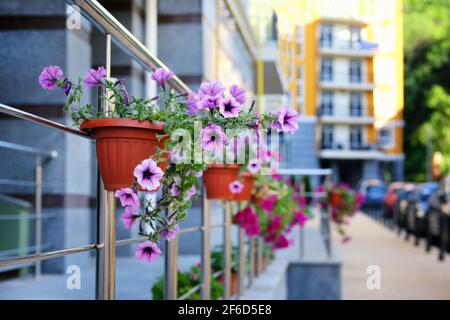 Urbane lila Blumen in Töpfen auf verschwommenem Straßenhintergrund. Ideen zur Stadtgestaltung. Stockfoto