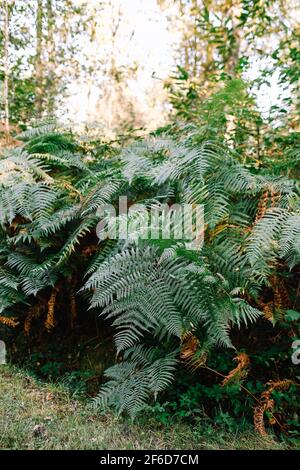 Grüne Farnsträucher im Wald. Farnzweige. Hochwertige Fotos Stockfoto