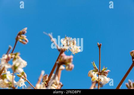 Honigbiene sammelt Pollen aus einer Blume. Bienenzucht auf einer Frühlingsblüte. Honigbiene sammelt Nektar. Stockfoto