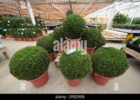 Box Buxus Heckenpflanzen Buxus sempervirens Stockfoto