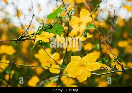 Kerria japonica japanische Rose Frühling einzelne gelbe Blume Laubblüte Blüht Stockfoto