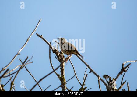 Ein Wiesenpipit auf einem Zweig, lateinisch Anthus pratensis Stockfoto