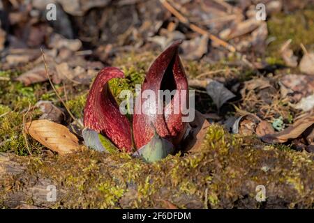 Skunk-Kohl (Symplocarpus foetidus) ist eine der ersten einheimischen Pflanzen, die im frühen Frühjahr in Wisconsin wächst und blüht. Stockfoto