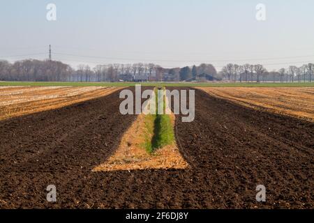 Rationale Landwirtschaft im Frühjahr: Gerade Linien in einer langweiligen Landschaft Stockfoto