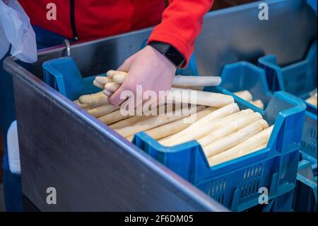 Erster holländischer weiß gewaschene Spargel zum Verkauf auf dem Bauernhof in Nordbrabant Stockfoto