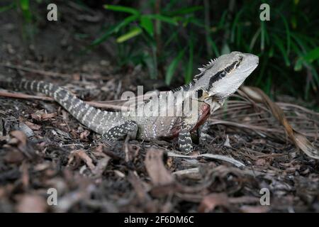 Australian Eastern Water Dragon Stockfoto