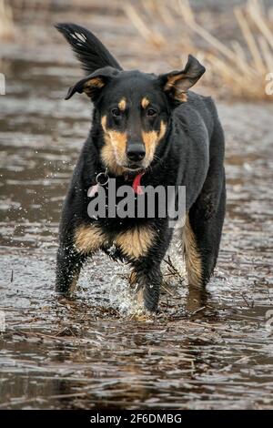 Ein Fisch namens Tigger. Mein Hund, der zum Teil Fisch ist, liebt es, mit zu markieren, während ich Scout und neigen dazu, Jalousien im Sumpf auf unserem Door County Grundstück zu fotografieren. Stockfoto