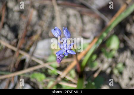 Erste Frühlingsblumen im Garten, Squill, blaue Scilla bifolia blüht auf einer Wiese, im Freien, wilde Blumen Stockfoto