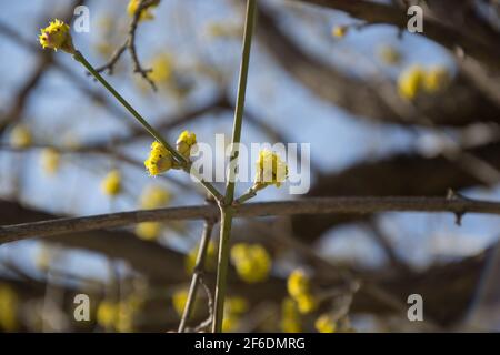 Kleine gelbe Blüten des Dogwood-Baumes, Kornelkirschbaum im frühen Frühjahr, saisonale Pflanze, blühende Blüten, Cornus Mas Stockfoto