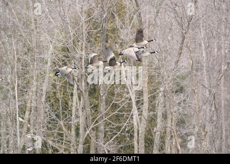 Kanadische Gänse fliegen am späten Nachmittag von einem Sumpfgebiet auf unserem Grundstück im ländlichen Door County Wisconsin. Aufnahme mit Sony A9 und Sony 200-600 Stockfoto