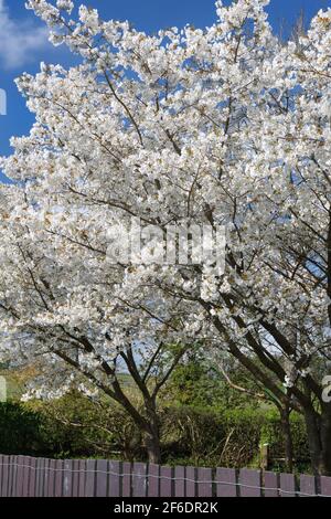 Einzelne weiße Blüten einer japanischen blühenden Kirsche Prunus serrulata Joi-nioi (Mandelblüte), aufgenommen Anfang April in der Nähe von Caernarfon, N. Wales. Stockfoto