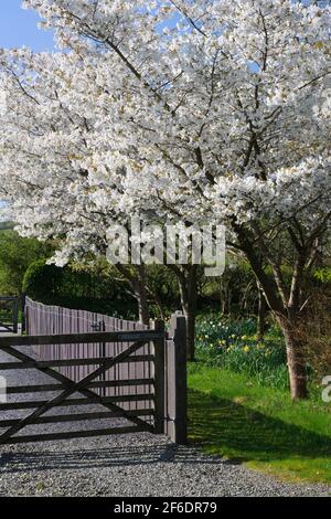 Einzelne weiße Blüten einer japanischen blühenden Kirsche Prunus serrulata Joi-nioi (Mandelblüte), aufgenommen Anfang April in der Nähe von Caernarfon, N. Wales. Stockfoto