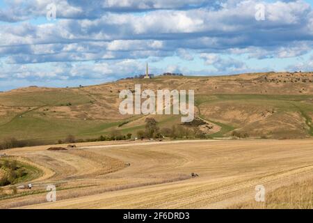 Chalk Downland Landscape Blick auf Lansdowne Denkmal auf Cherhill Downs, Wiltshire, England, Großbritannien Stockfoto