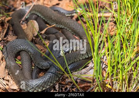 Gruppe mit Grassnattern, die sich in der Sonne sonnen Stockfoto