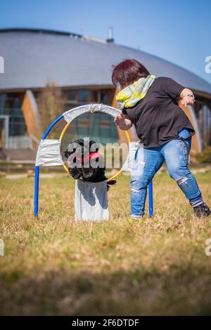 Hannover, Deutschland. März 2021, 31st. Jutta Gaßmann unternimmt mit ihrem Hund Gil von der amerikanischen Cocker Spaniel Rasse einen Weltrekordversuch im "Hoop-Springen". Gil schafft 47 Reihsprünge in 60 Sekunden. Sie bewerben sich mit einer Videobotschaft des Plattenversuchs am Rekordinstitut Detuschland (RID). Quelle: Moritz Frankenberg/dpa/Alamy Live News Stockfoto